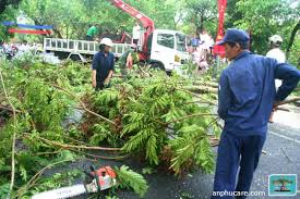 dịch vụ chặt cây xanh hà nội