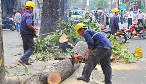 cắt tỉa đốn hạ cây xanh